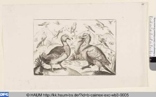Enten, Frosch und andere Vögel