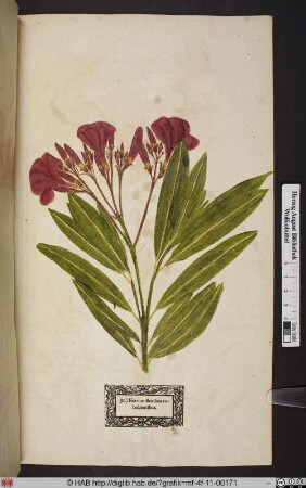 Nerium floribus rubescentibus.