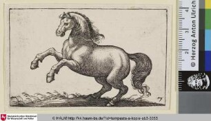 [Steigendes Pferd nach links; Rearing Horse]
