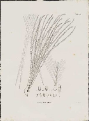 Tab. 32. Euterpe edulis.