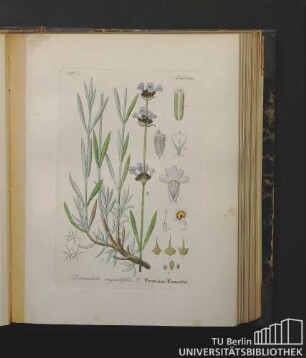 Labiatae. Lavandula angustifolia L. Gemeiner Lavendel.