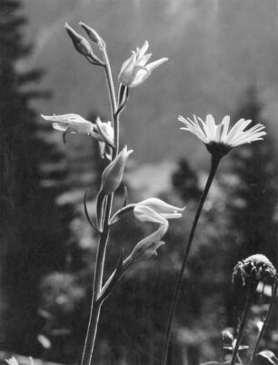 Rotes Waldvöglein (Cephalanthera rubra), Pflanzenart aus der Gattung Waldvöglein (Cephalanthera) in der Familie der Orchideen (Orchideaceae)