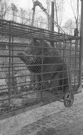 Umzug der Braunbären im Karlsruher Zoo in ihr neues Gehege.