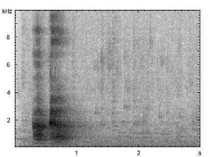 Beo | Gracula religiosa - Imitation der menschlichen Sprache
