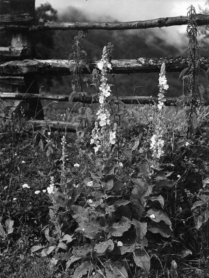 Diverse Blumen und Blüten. Zwei Königskerzen vor einem Gartenzaun
