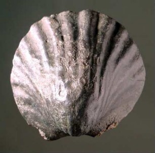 Muschel