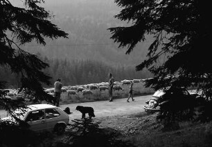 Schafherde am Lachenwasen bei Todtnauberg mit Personen im Hintergrund