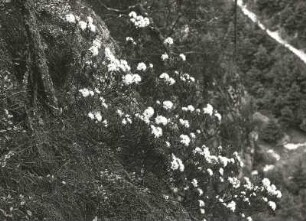Sumpfporst (Rhododendron tomentosum, Ledum palustre L., Rhododendron palustre). Steilwandbestand, blühend. Sächsische Schweiz, rechtselbisches Felsrevier