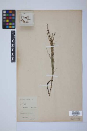 Equisetum palustre L.