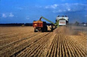 Fotografie: Erntetechnik, Mähdrescher selbstfahrend, Strohhäcksler, Be- und Entladen, Muldenkipper