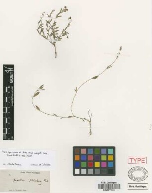 Hybanthus wrightii Urb. [isotype]
