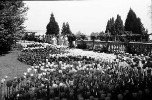 Mainau, Insel Mainau: Pressefahrt mit der DB, Tulpenblüte auf der Mainau; Schlossterrasse mit Tulpenblüte