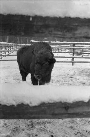 Wisente im Tierpark Oberwald