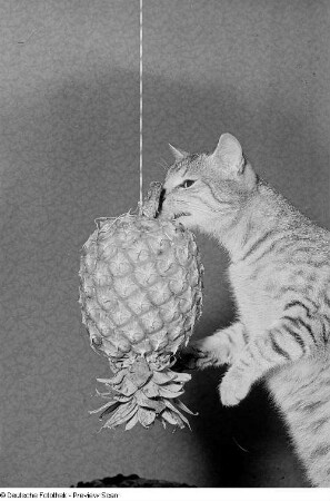 Eine Katze und eine an einem Band befestigte Ananas