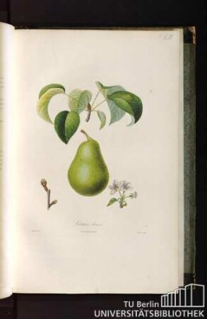 Pl. LIII. Louise bonne.