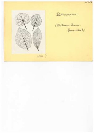 Blätter. Reproduktion aus: Anton Kerner von Marilaun, Adolph Hansen "Pflanzenleben 1. Gestalt und Leben der Pflanze", 1896