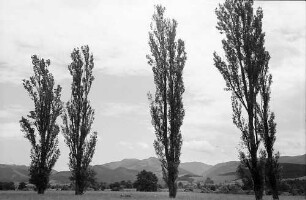 Pappeln vor Landschaft, Dreisamtal