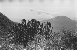 Altipianorand mit Kandelaber-Euphorbien : Blick in eine felsige Berglandschaft mit Kakteen