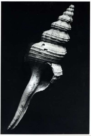 Fusus longirostris Brocchi, Mittelpliozän, Castell arquato bei Padua