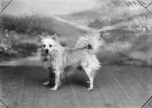 Spitz