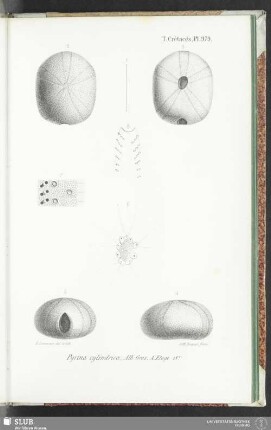 Pl. 979
