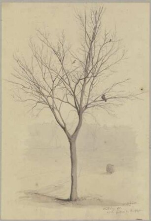 Kahler Baum mit Vögeln