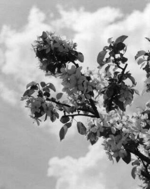 Blüten : Wolkenbilder. Blühender Zweig eines Obstbaumes gegen Wolken