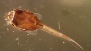Cyclopterus lumpus Helgoland 2017