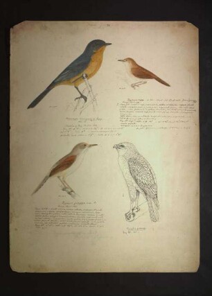Ornithologie pl. XX.