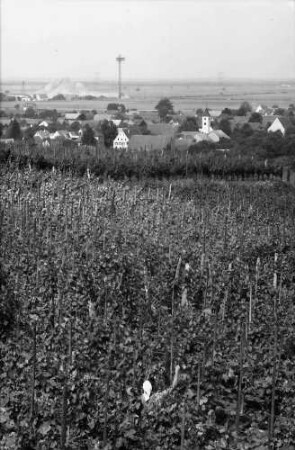 Seefelden: Weinberge; Hintergrund Kaliwerk Buggingen