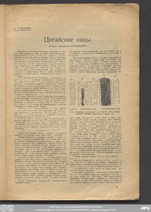 С. Губанов Цигайские овцы (Опыт Акклиматизации)