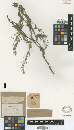 Draba greggioides Griseb. [type]
