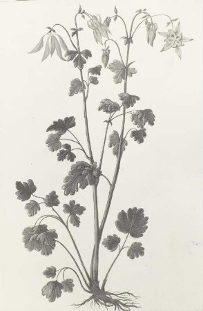 Pflanzenhandschrift, Schwarzviolette Akelei - Aquilegia atrata L.