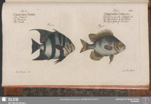 212. Fig. 1. Chaetodon Curacao. Fig. 2. Chaetodon Faber