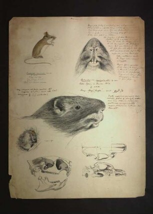 Dendromus mystacalis (Heuglin, 1863), Mammalia pl. VIII., Thryonomys swinderianus (Temminck, 1827)