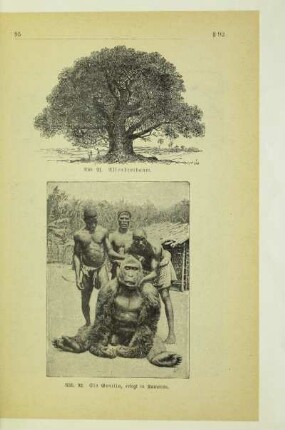 Ein Gorilla, erlegt in Kamerun