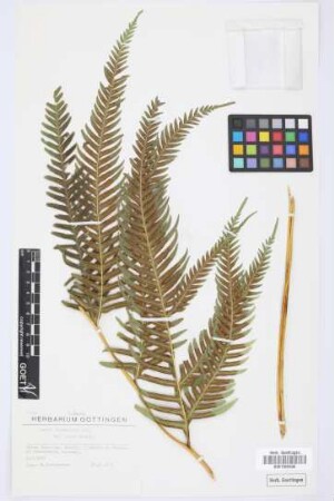 Pteris incompleta Cav.