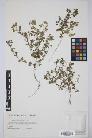 Ononis dentata Lowe