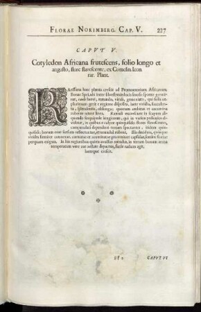 Caput V. Cotyledon Africana frutescens, folio longo et angusto, flore flavescente, ex Comelin. Icon. rar. Plant.