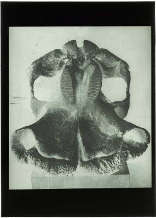 Fossil, Elefantenverwandter, Schädel