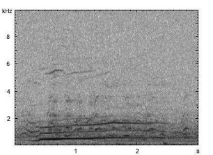 Haushund | Canis lupus f. familiaris - Heulen