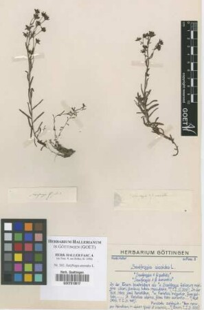 Saxifraga aizoides L.