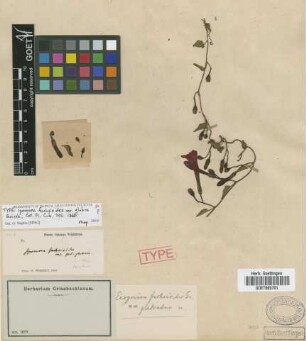 Ipomoea fuchsioides Griseb. var. glabra Griseb.[type]