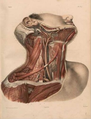 Arterien des Halses