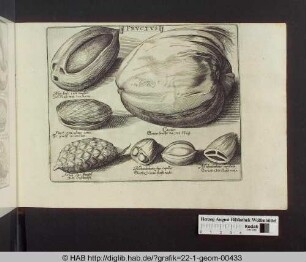 Fructus: Nüsse