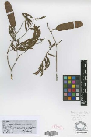 Acacia tucumanensis Griseb. var. subscandens Griseb.[holotype]