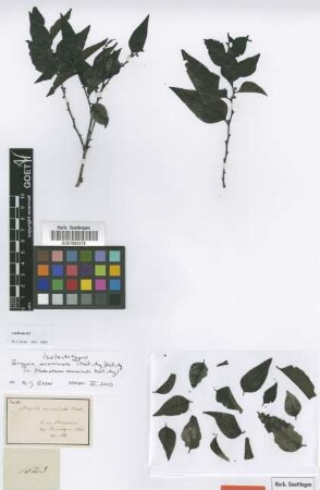Melanthesa acuminata Müll.Arg. [isolectotype]