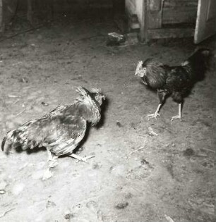 Kämpfende Hähne (Deutsche Haushuhnrassen, Gallus gallus domesticus)