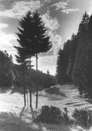Spessart. Lichtdurchfluteter Wald