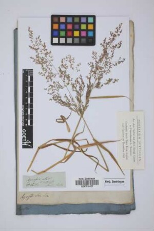 Agrostis alba B diffusa